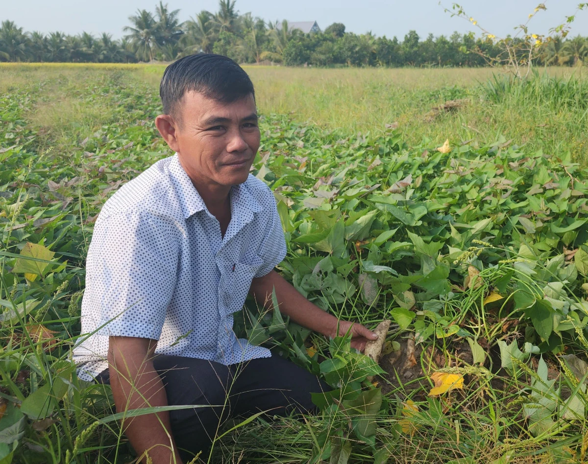 Đất ruộng ở một nơi của Long An, dân trồng loại cây ra củ la liệt, đào lên hàng tấn, lời hơn trồng lúa