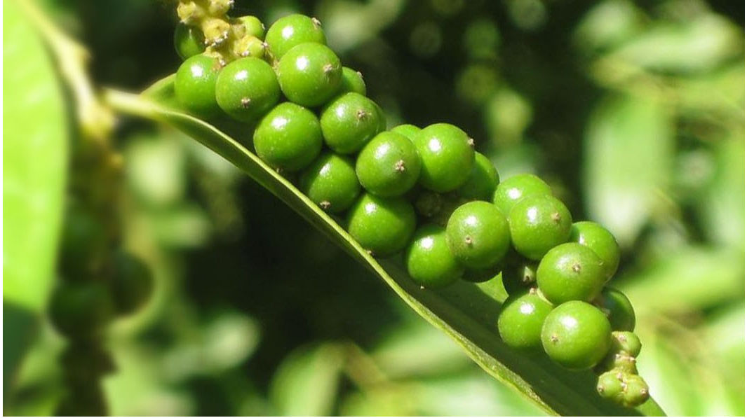 Giá tiêu hôm nay lại tăng, cao nhất 95.500 đồng/kg