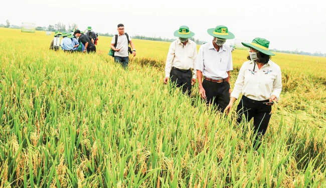 Huy động nhiều “nhà” để chung tay làm 1 triệu ha lúa chất lượng cao