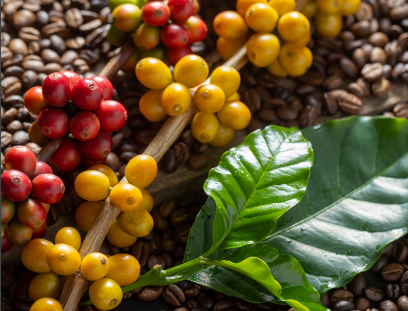 Giá cà phê ngày 12/3: Cà phê Robusta giảm giá nhẹ