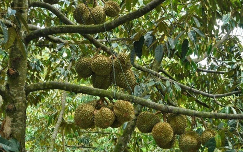 Sầu riêng Lái Thiêu