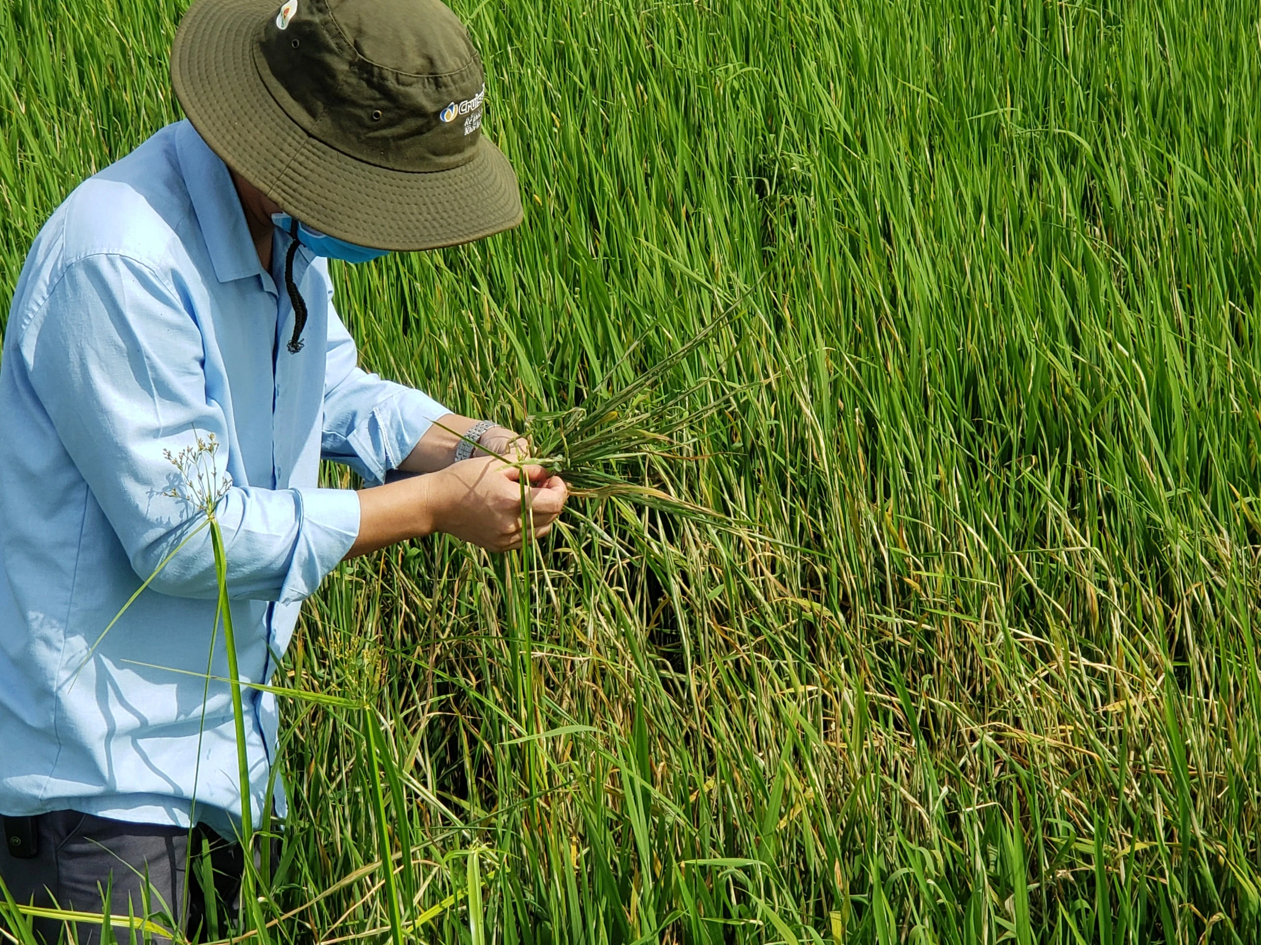 Một loại nhện nguy hiểm khó phát hiện bằng mắt thường đang phá hại lúa, ngành chức năng Quảng Trị cảnh báo