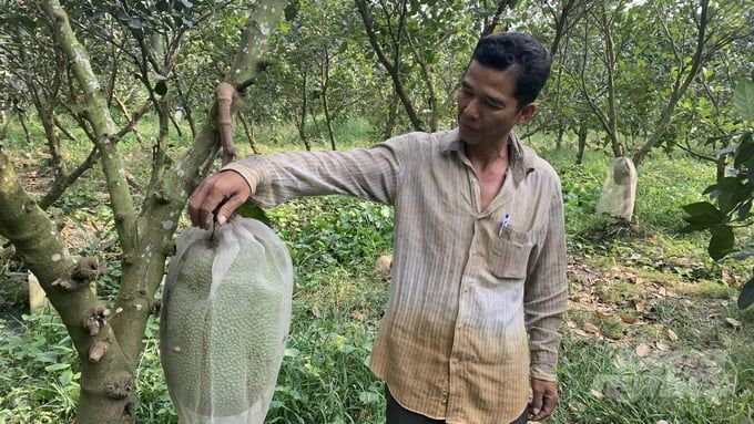 Mít Thái tăng giá, thương lái ráo riết tìm mua