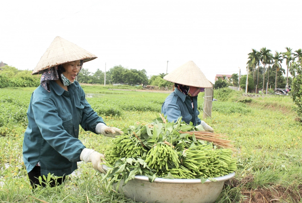 Rau “nhà nghèo” Việt Nam sang Mỹ đắt hơn thịt, giá 515.000 đồng/kg