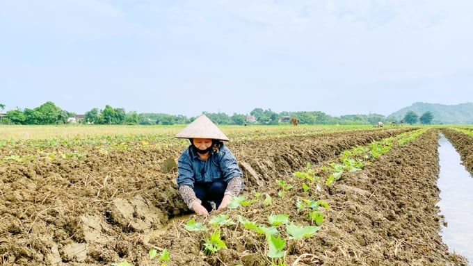 Diện tích cây vụ đông của Ninh Bình có xu hướng giảm dần