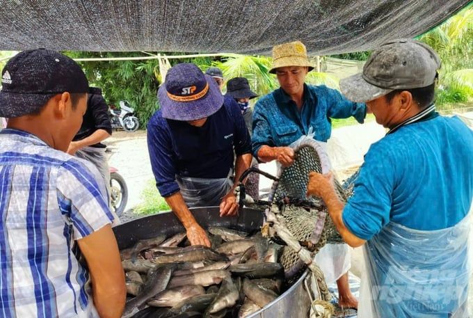 Giá cá lóc cuối vụ thấp nhất trong 3 năm qua