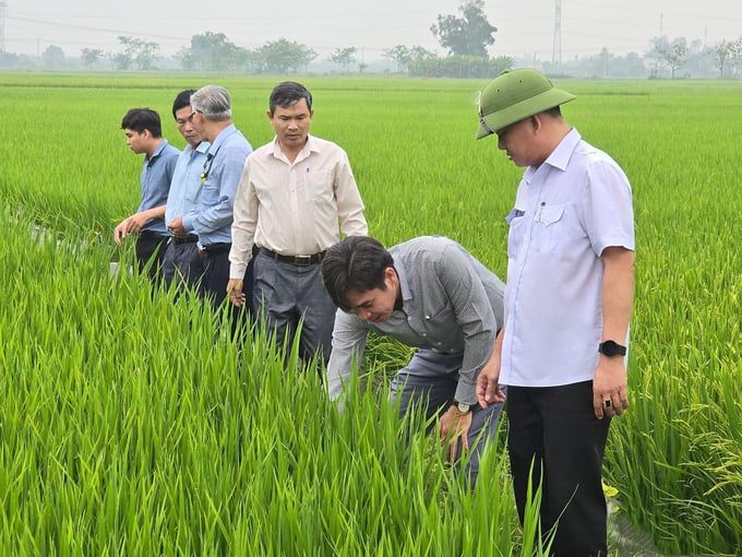 Thời tiết đang thuận lợi cho bệnh đạo ôn bùng phát