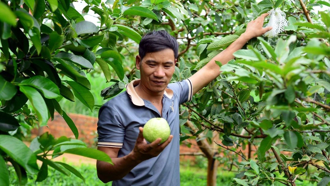 Kiểu trồng ổi kì lạ của lão nông Lâm Đồng, kệ cho sâu bọ đục khoét, mỗi tháng vẫn hái bán 20 tấn