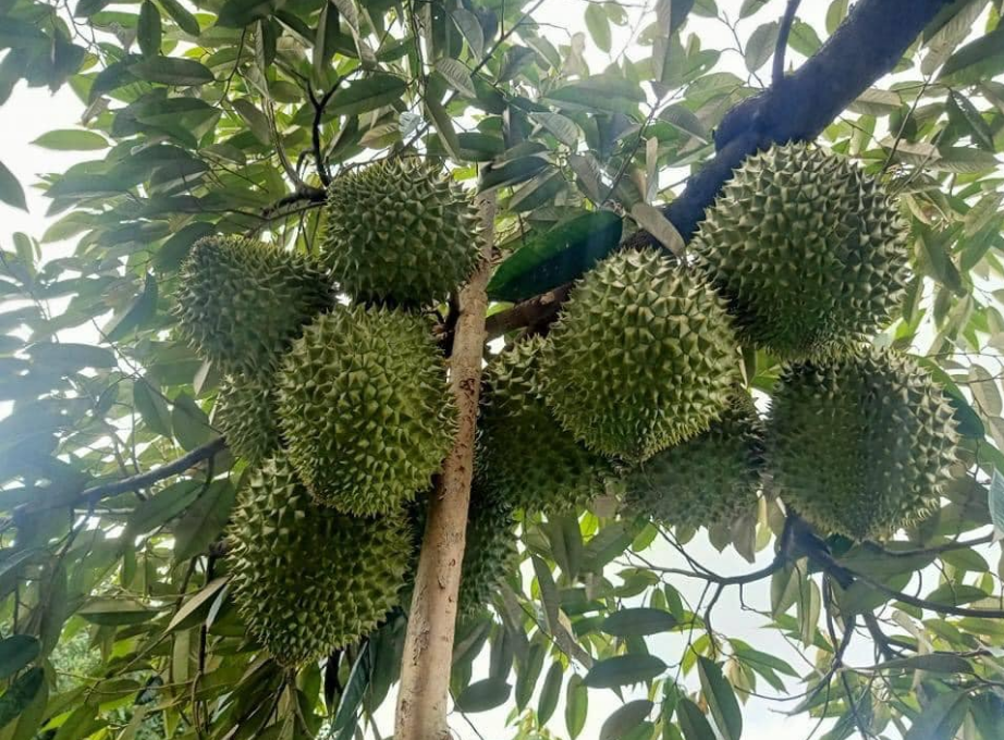 Giá sầu riêng hôm nay 19/3: Sầu Thái ra trái vụ ở miền Tây giá 212.000 đồng/kg, sầu Việt Nam sắp bị cạnh tranh mạnh