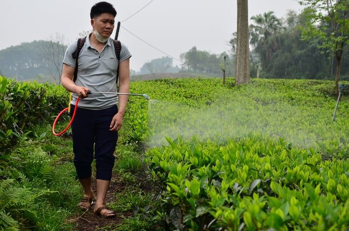Lưu ý sâu bệnh trên cây chè, cây cà phê ở phía Bắc