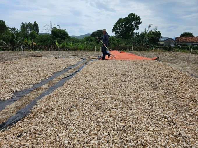 Tỏi Khánh Hòa chật vật khâu tiêu thụ