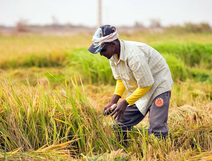 Xuất khẩu gạo Việt Nam sang Senegal còn thấp so với nhu cầu