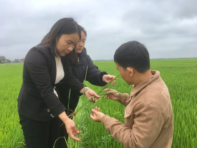 Quảng Trị 'lên dây cót' phòng trừ bệnh đạo ôn đang hoành hành