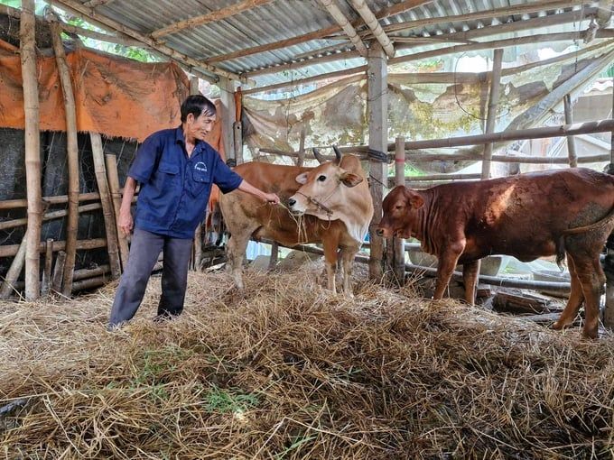 Tỷ lệ tiêm chỉ đạt 52%, Quảng Nam bùng phát dịch lở mồm long móng