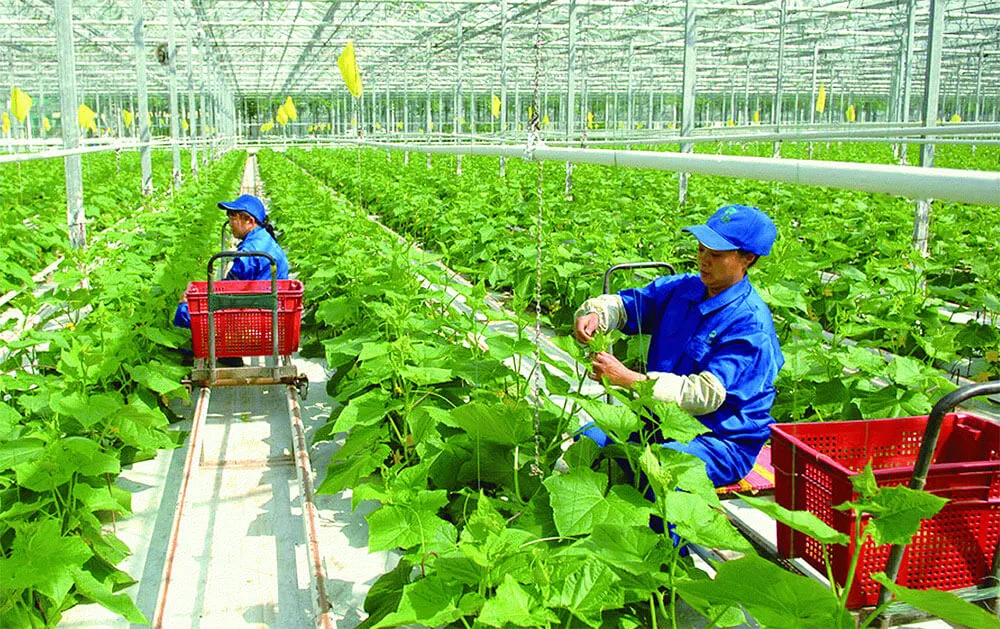 Nông nghiệp Việt Nam: Chỉ dấu tăng trưởng