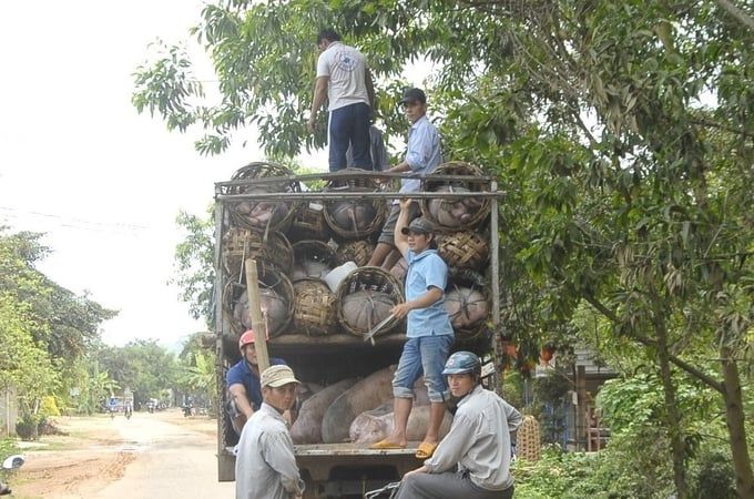 Giá heo nhích kích thích người nuôi tái đàn