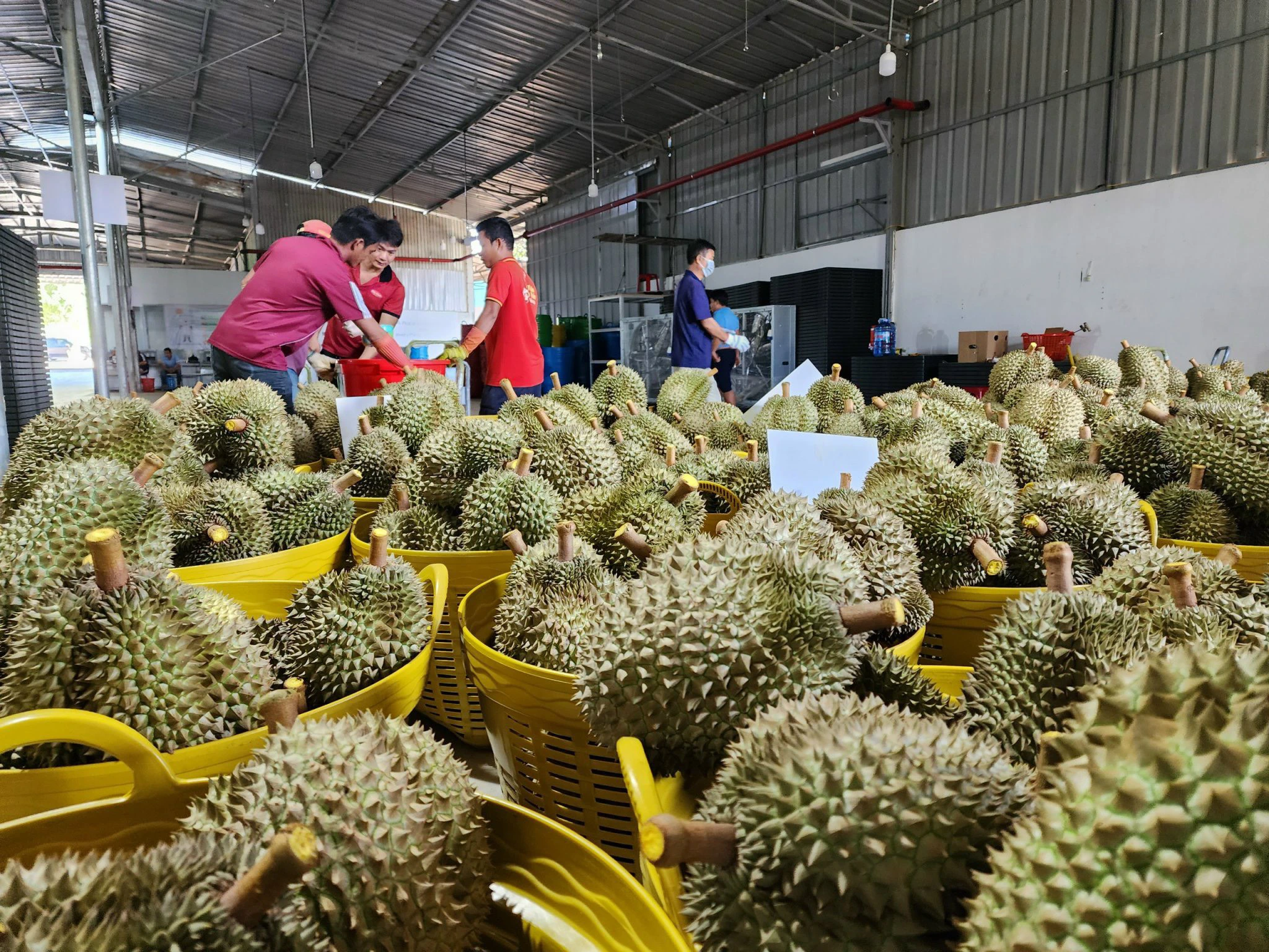 Cục Bảo vệ thực vật đề nghị Đắk Lắk, Tiền Giang, Đồng Nai truy xuất các lô hàng sầu riêng xuất sang Trung Quốc vừa qua