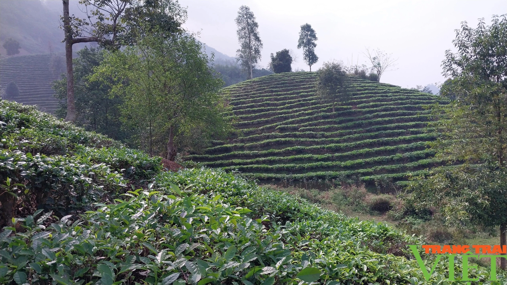 Nông dân Mường Khương (Lào Cai) thu hái chè xuân