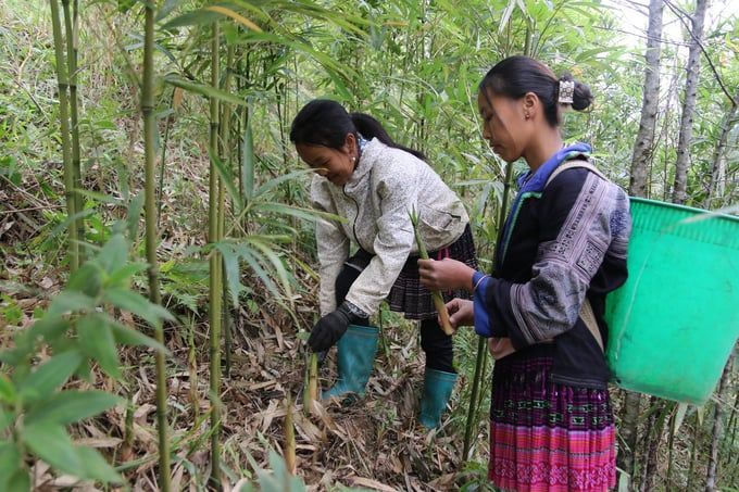 Măng sặt đầu vụ đắt như tôm tươi