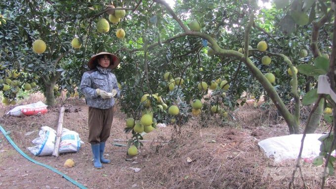 'Cải lão hoàn đồng' cho cây bưởi ra quả ngon, sai lúc lỉu