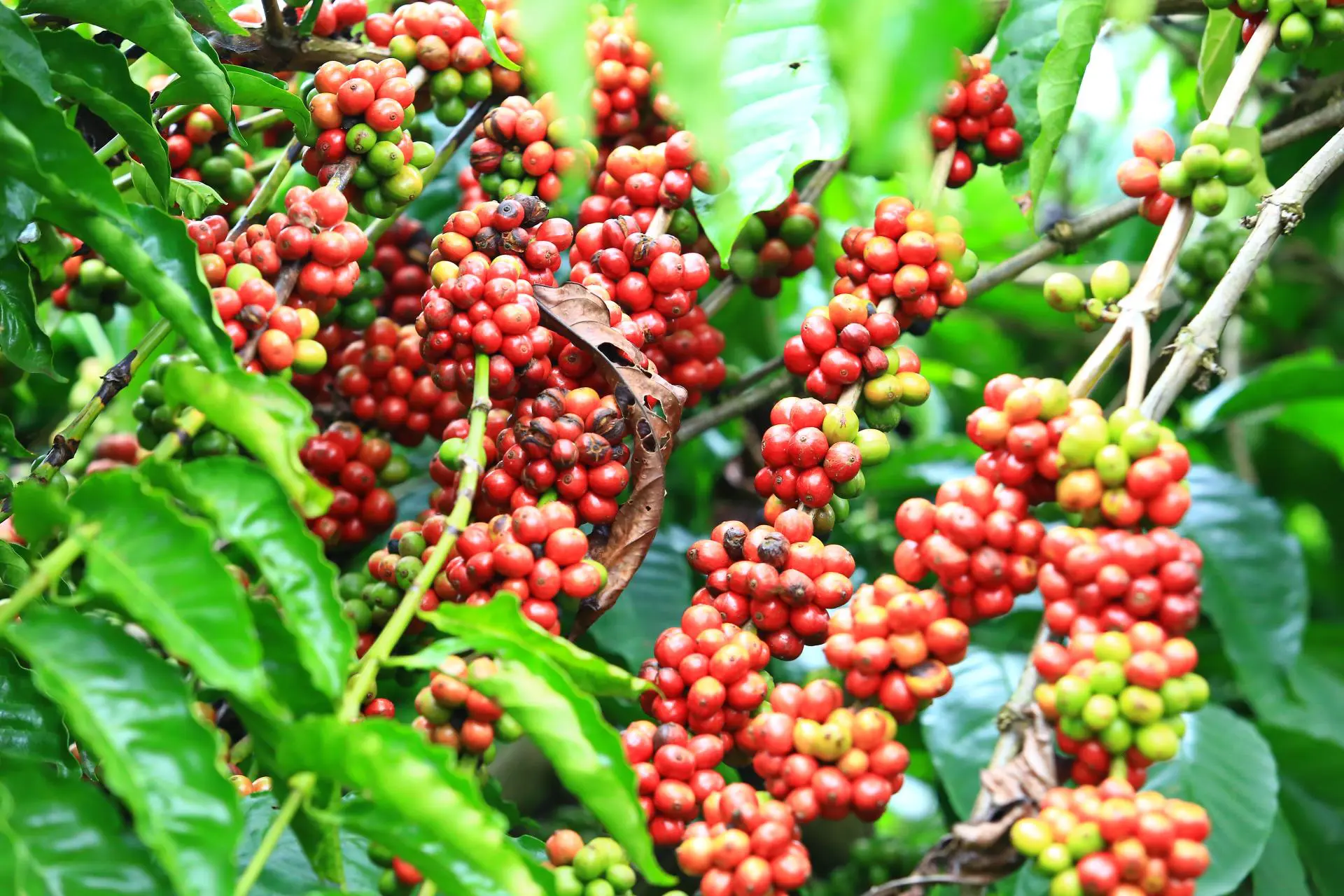 Giá cà phê ngày 5/4: Cà Robusta giảm sâu hơn 1% từ mức giá cao kỷ lục trước đó, vì sao vậy?