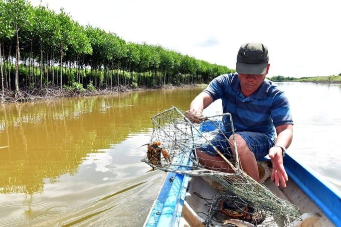 Trồng loài nấm linh chi quý hiếm dưới những khu rừng keo, một doanh nghiệp ở Đồng Tháp tạo thu nhập 10 triệu/m2