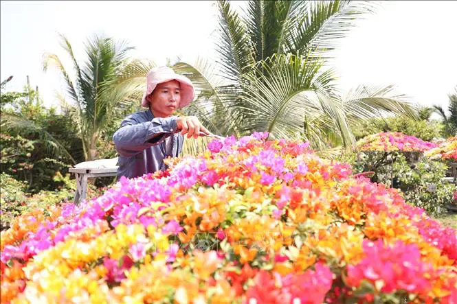 Loại hoa giấy 5 màu nở bông chả kịp cản, ông nông dân Tây Ninh trồng thành công, có chậu bán giá 50 triệu