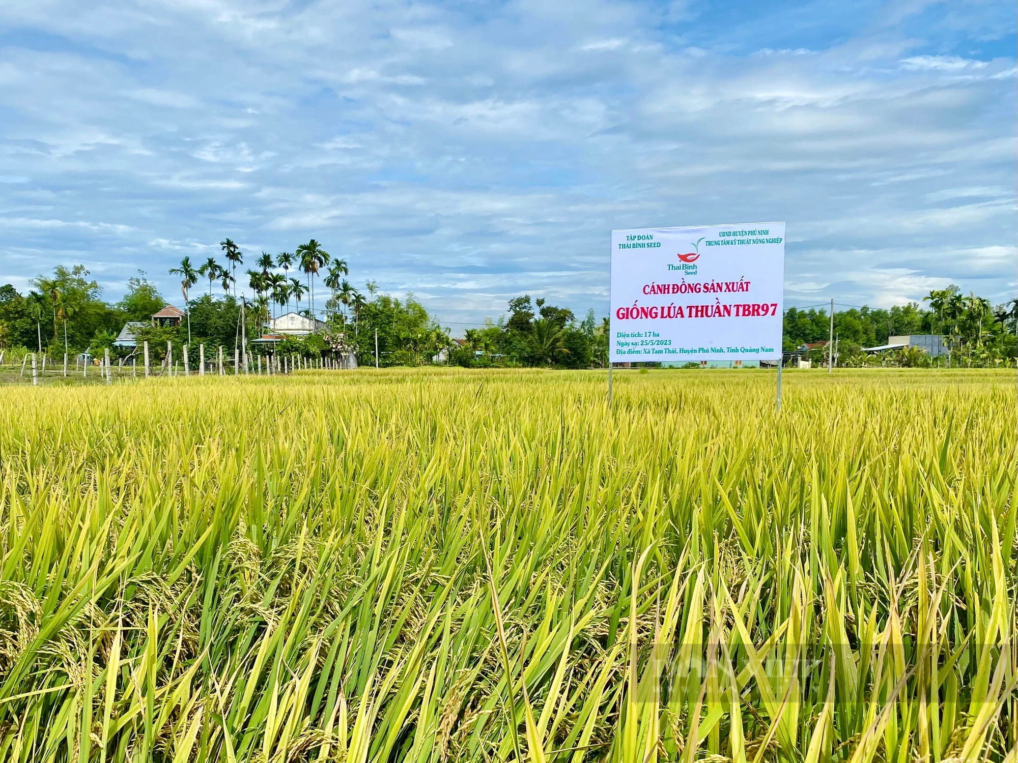 Quảng Nam: Giống lúa TBR97 chịu được thời tiết nóng, bông trĩu hạt, năng suất cao