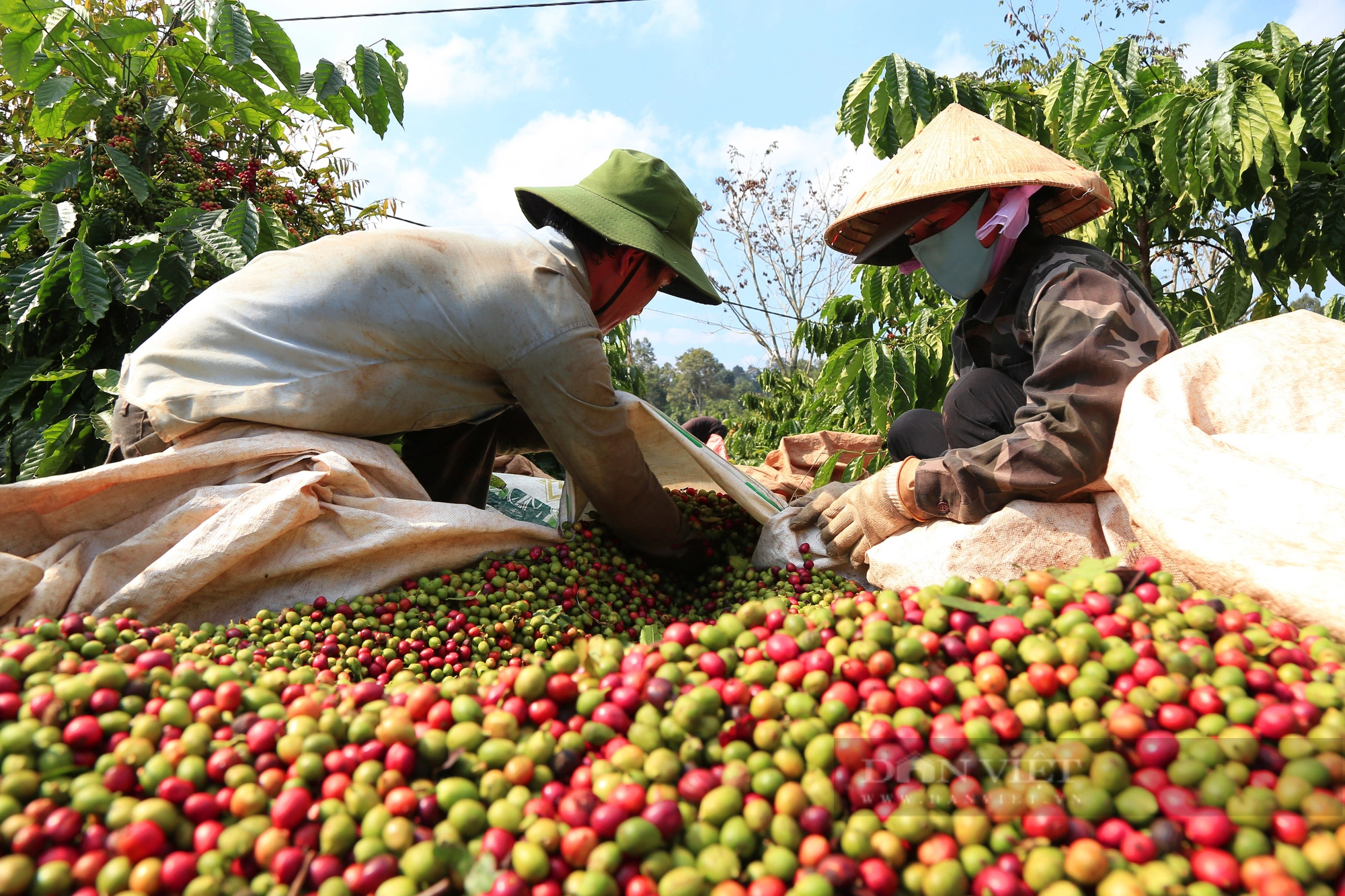 Kỷ lục: Xuất siêu nông sản tăng gần 100%, đơn hàng gạo, cà phê, rau quả... bứt phá ở nhiều thị trường