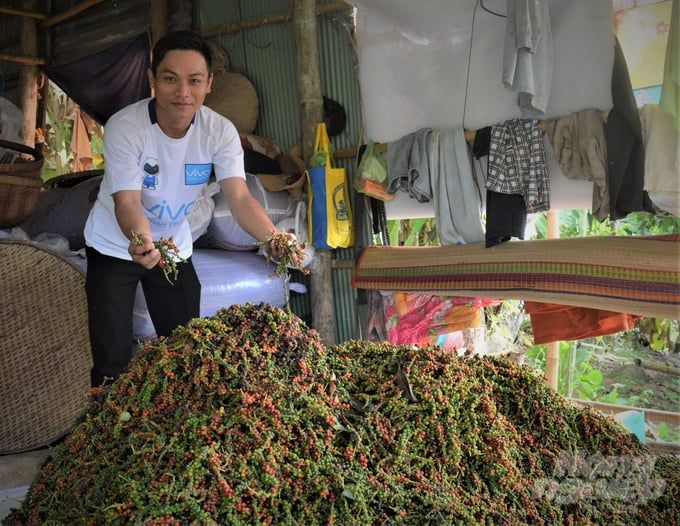 Năng suất hồ tiêu giảm mạnh do nắng hạn kéo dài và bệnh