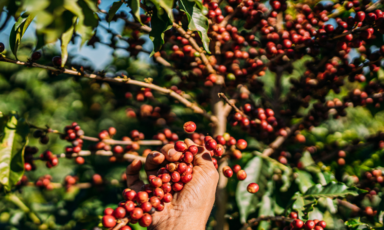 Giá cà phê ngày 9/4: Trong nước lập đỉnh mới, chạm mốc 105.000 đồng/kg, toàn cầu ráo riết săn mua cà phê