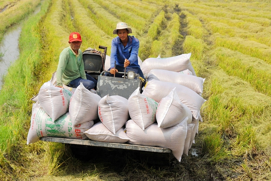 Giá lúa gạo đồng loạt điều chỉnh tăng, FAO dự báo 