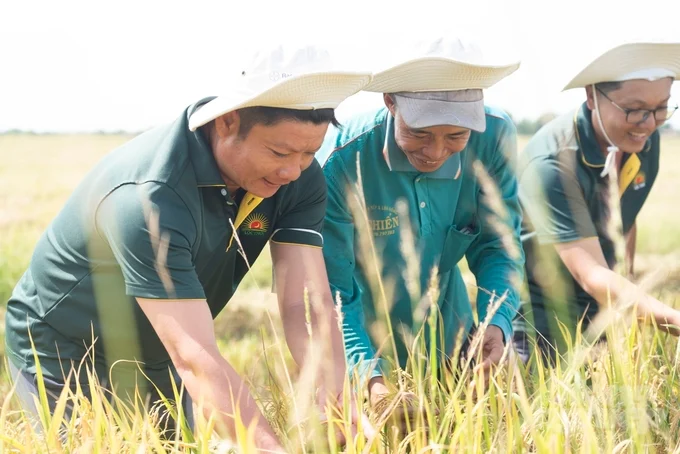 Thành lập chi hội nông dân trồng lúa chất lượng cao