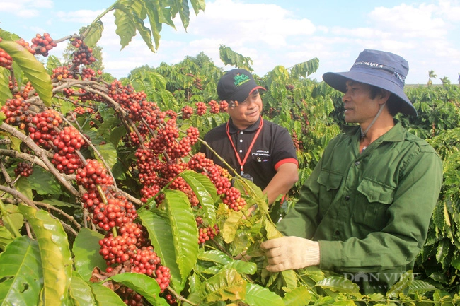 Xuất khẩu cà phê đạt 5 tỷ USD không khó, nhưng đạt 5 tỷ USD bền vững thì rất khó
