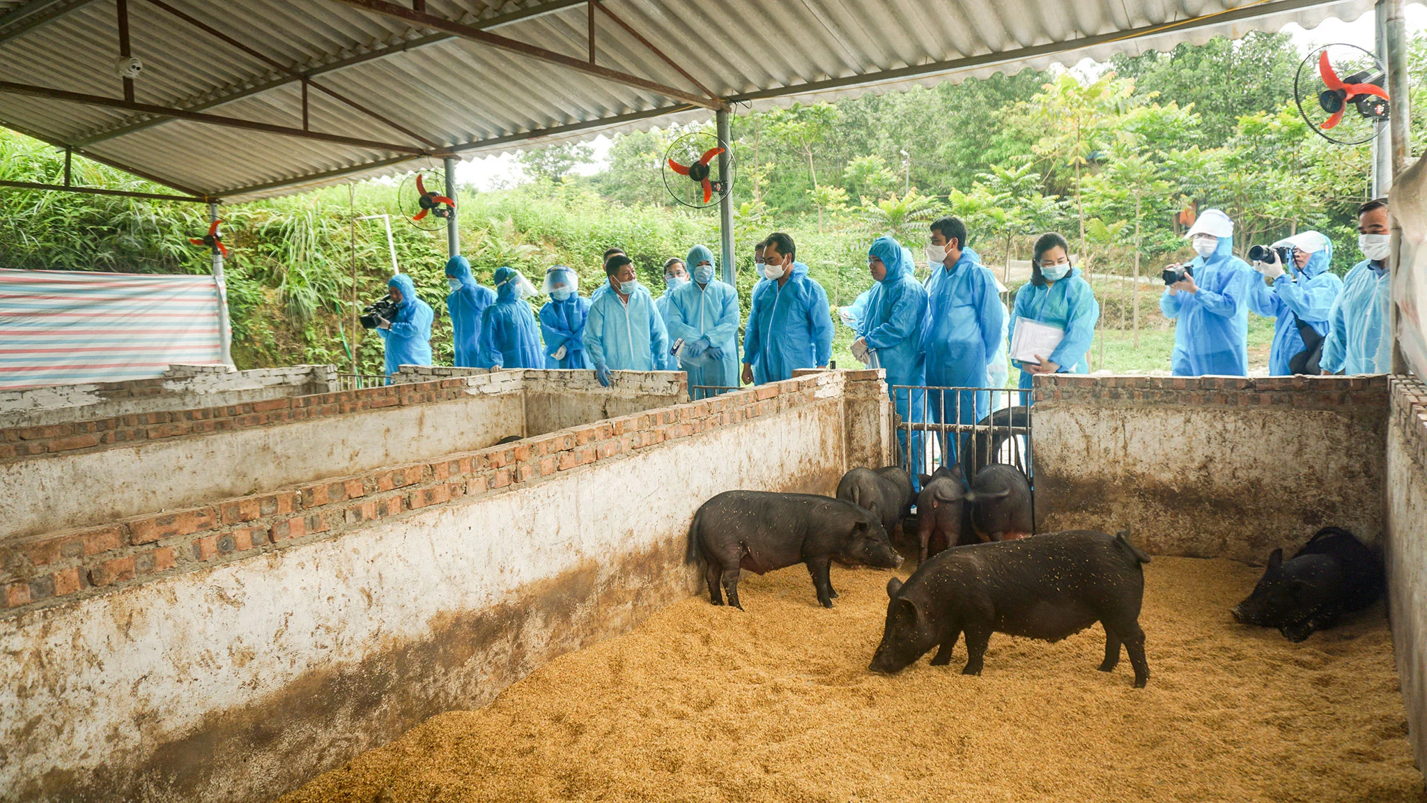 Cho lợn ăn bột chè xanh là đề tài mới lạ của một trường Đại học ở Thái Nguyên