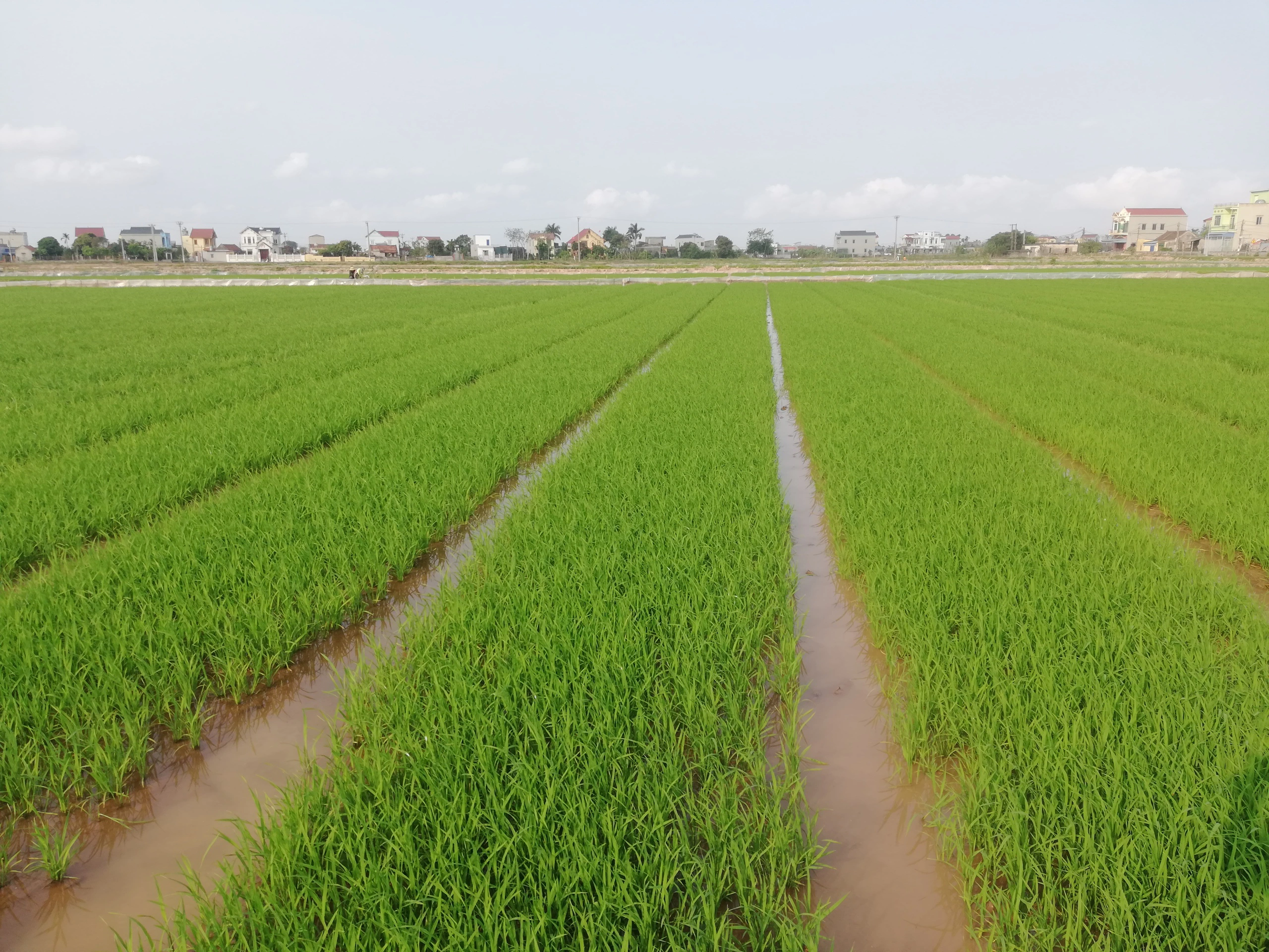 Dịch bệnh hại lúa Xuân có dấu hiệu bùng phát, ngành nông nghiệp Nam Định khuyến cáo điều gì?