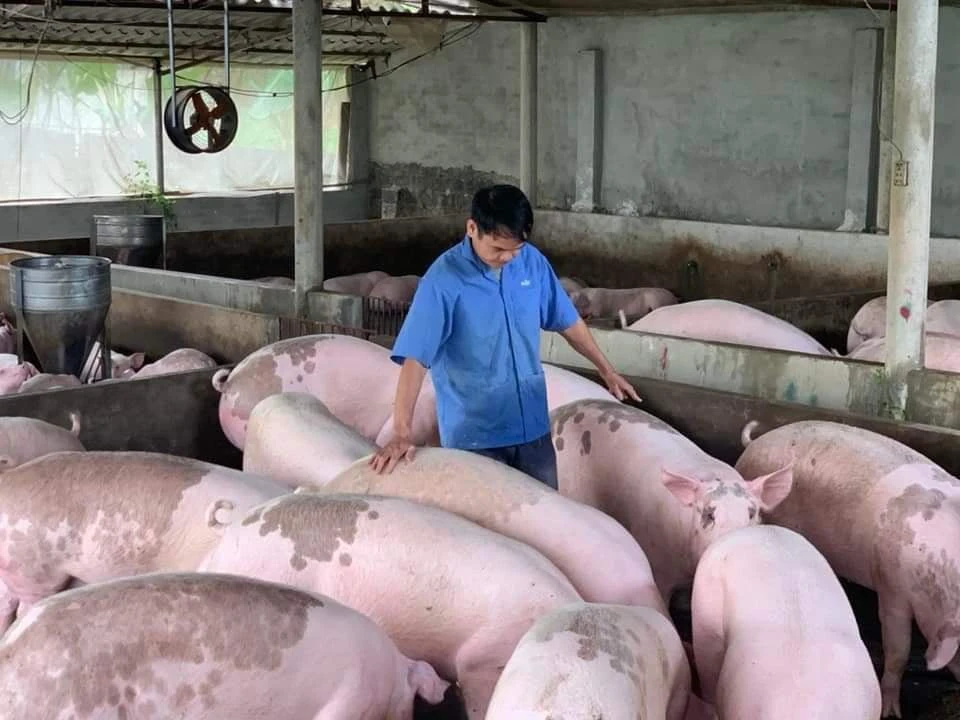 Giá lợn hơi toàn quốc lên nhanh, cao gần bằng với đỉnh điểm tháng 6 năm ngoái