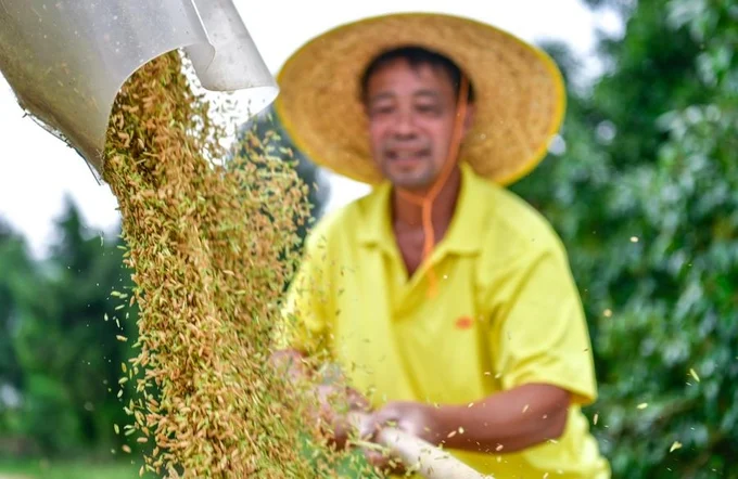 Trung Quốc chọn ngô và đậu nành làm 'bệ phóng' tăng sản lượng ngũ cốc