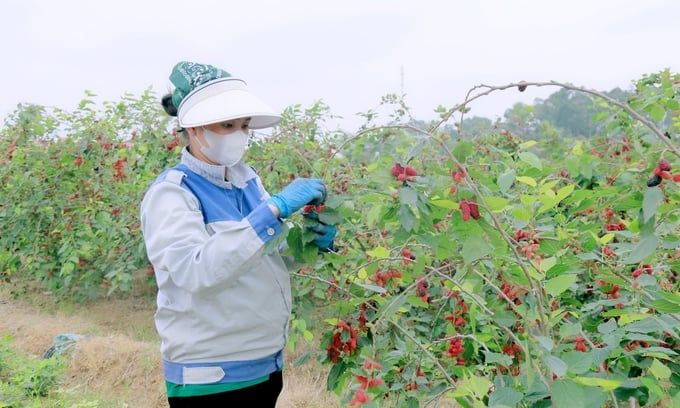 Trồng dâu tằm lấy quả, thu nhập hàng chục triệu mỗi sào