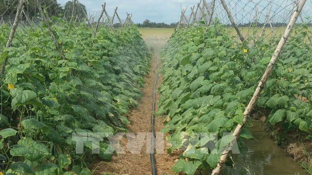 Khốc liệt hạn mặn miền Tây, ở Sóc Trăng, lấy nước ngọt, tưới nước kiểu gì mà ruộng dưa leo vẫn rất xanh tốt?