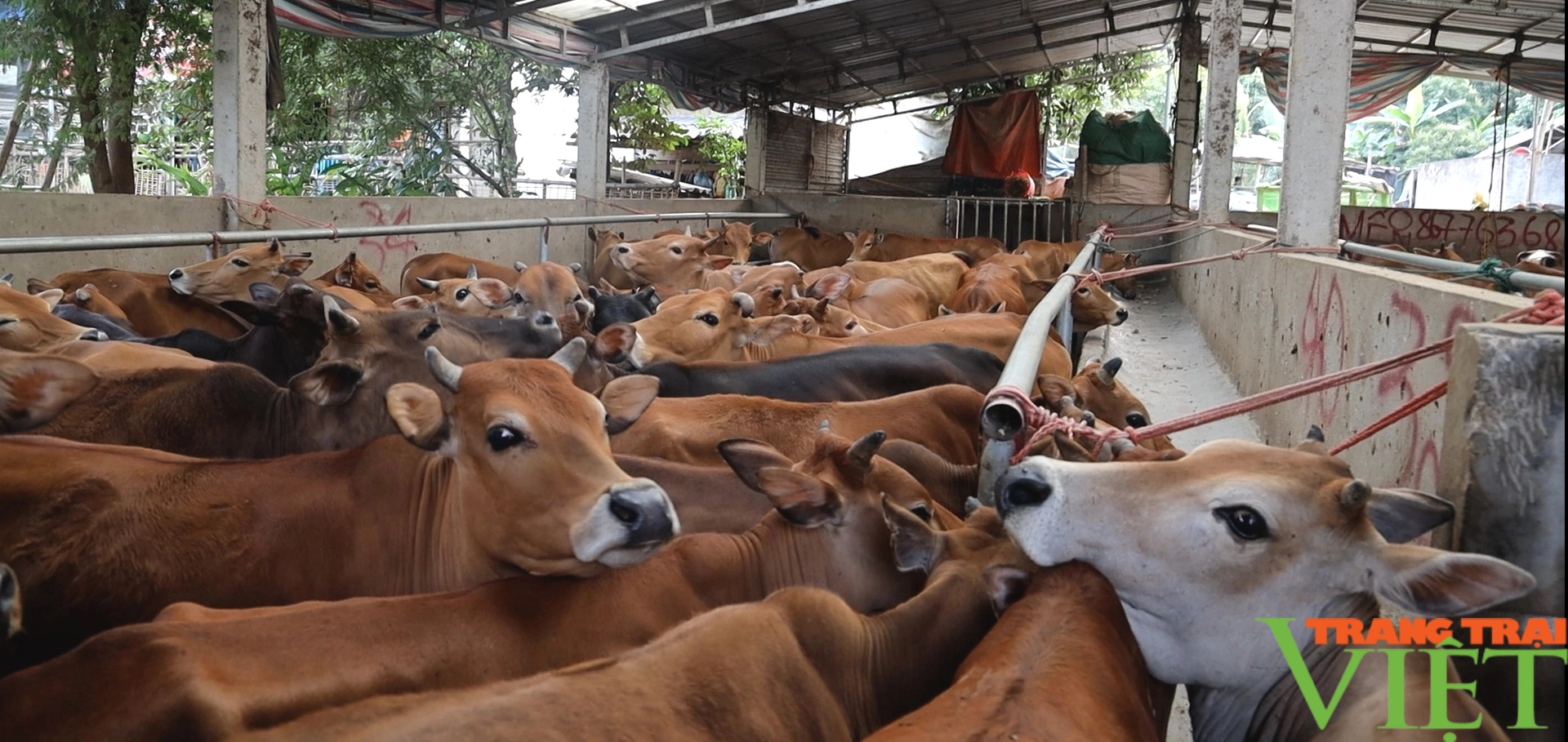 Agribank Sơn La đồng hành cùng nông dân làm giàu