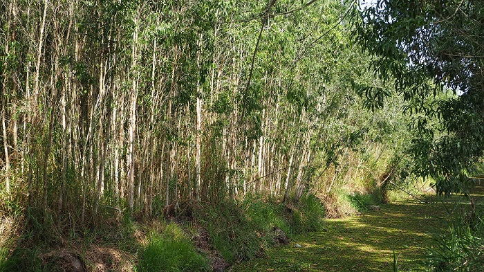 Trồng rừng cây gì mà một ông nông dân Cà Mau thành tỷ phú