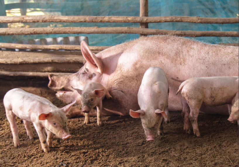 Giá lợn hơi tiếp tục diễn biến tốt, đã có địa phương lên mức 64.000 đồng/kg
