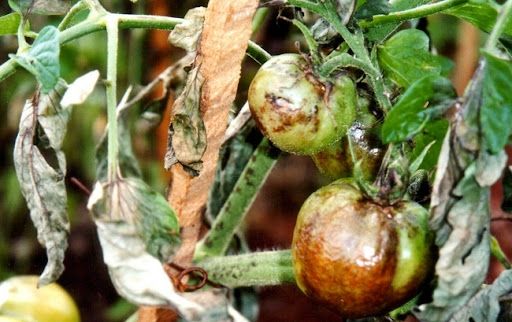 BỆNH SƯƠNG MAI CÀ CHUA - Phytopthora blight