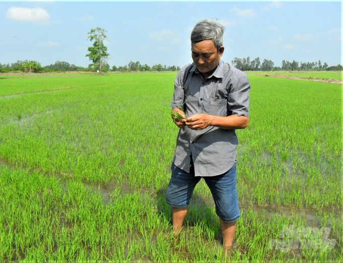 Bảo vệ lúa hè thu trước nắng hạn và xâm nhập mặn cao