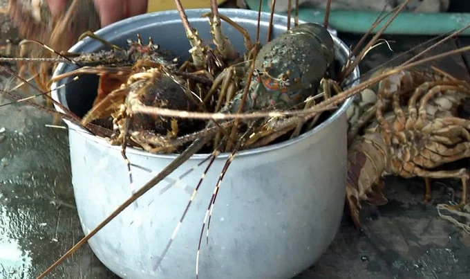 Tôm hùm bông chết tại Vạn Ninh, Cục Thủy sản đề nghị tăng cường quản lý