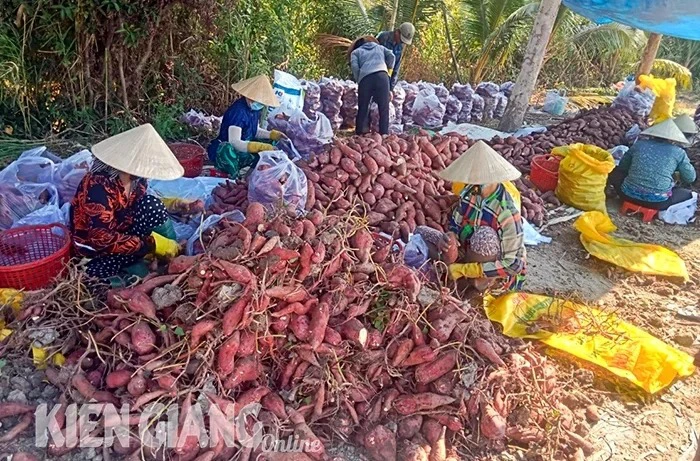 Đào lên la liệt một loại củ ngon, dân 2 huyện ở Kiên Giang đang bán rẻ mạt, kêu lỗ nặng