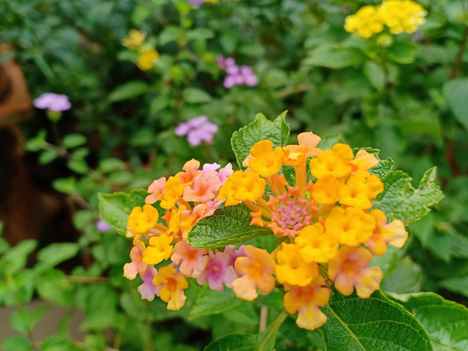 Cách trồng loài thực vật ngoại lai làm cây cảnh đẹp như ý- cây hoa ngũ sắc