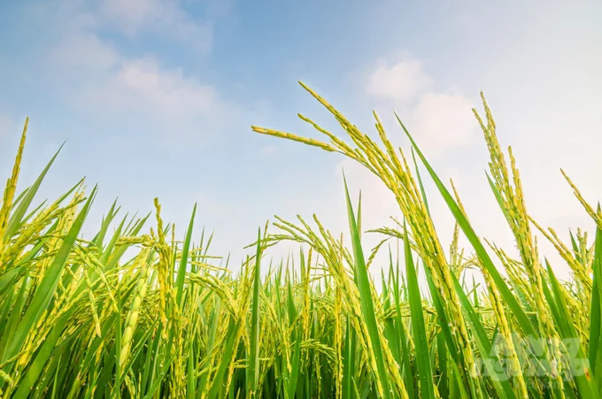Hỗ trợ để sản xuất phát thải thấp cho 200 nghìn ha lúa ở ĐBSCL
