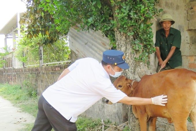 Ngăn chặn bệnh viêm da nổi cục trên đàn bò